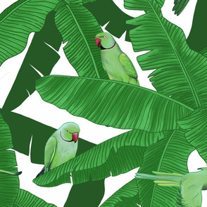 Tropical Green Parrot Birds on Banana Leaves - White Medium Size