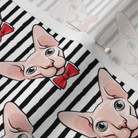 formal sphynx cat - black stripes - hairless cats - LAD19