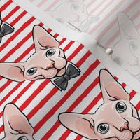 formal sphynx cat - red stripes - hairless cats - LAD19