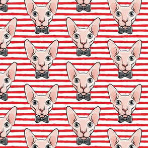 formal sphynx cat - red stripes - hairless cats - LAD19