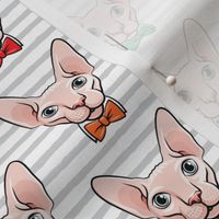 formal sphynx cat - grey stripes - hairless cats - LAD19
