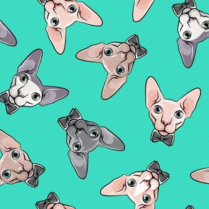 formal sphynx cat - toss on teal - hairless cats - LAD19