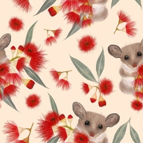 Pygmy Possums & Flowering Gum