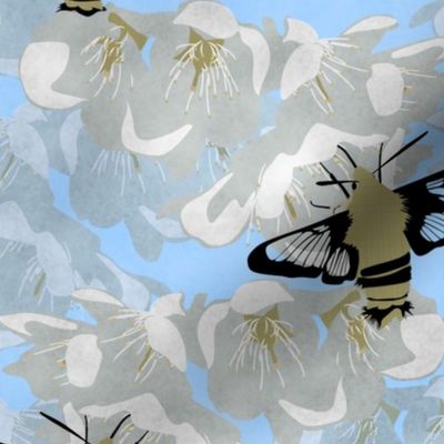 Hummingbird Hawk Moth and fruit blossoms - sky blue