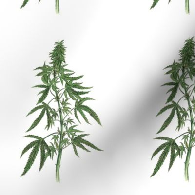 Botanical Cannabis 