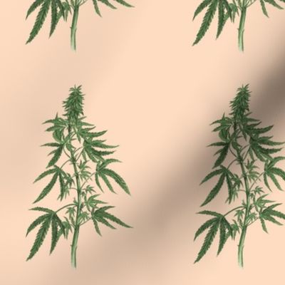 Botanical Cannabis (Peach)