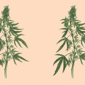 Botanical Cannabis (Peach)