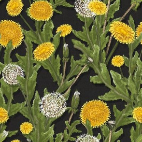 Dandelions on Black Weave