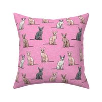 Sphynx Cats - Hairless Cats Sitting -  Multi Pink - LAD19