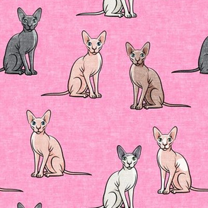 Sphynx Cats - Hairless Cats Sitting -  Multi Pink - LAD19