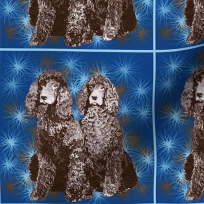 Irish Water Spaniel Stars