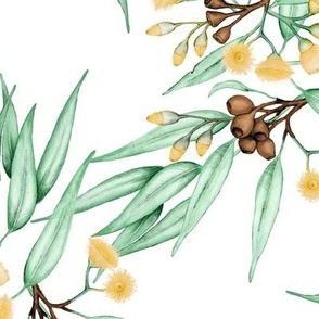 Gumnuts Eucalyptus Yellow Blossoms // large