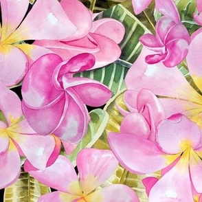 Frangipani (Plumeria)