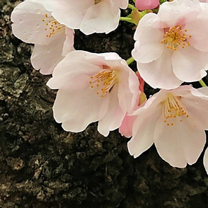 Cherry blossom bouquet