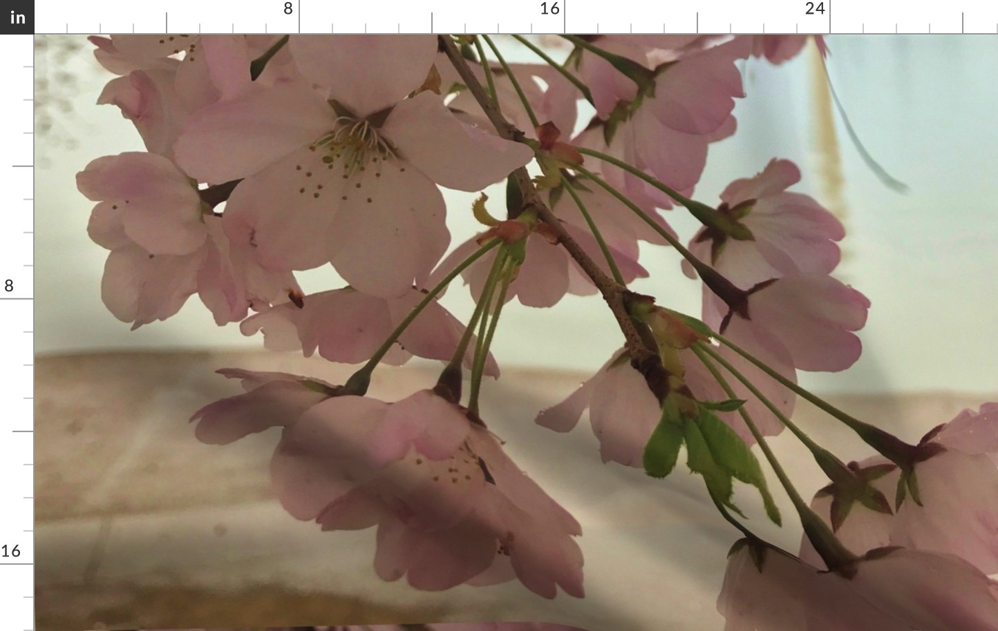 Cherry Blossoms at Tidal basin