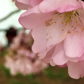 Tidal Basin Cherry blossom close-up