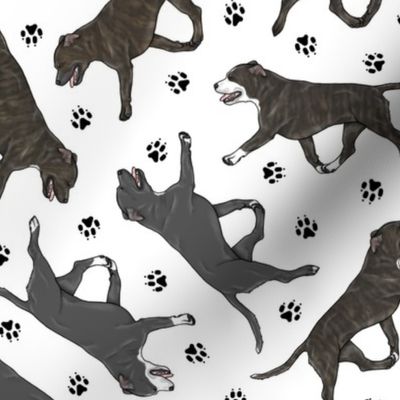 Trotting brindle and black Staffordshire Bull Terriers and paw prints - white