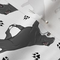 Trotting brindle and black Staffordshire Bull Terriers and paw prints - white