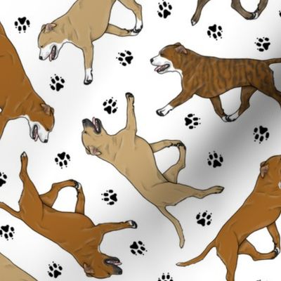 Trotting red Staffordshire Bull Terriers and paw prints - white