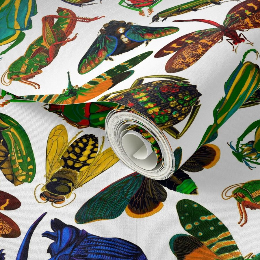 escarabajos, loco, animales, vistoso, ilustración, entomología, insectos,  naturaleza, científico, vendimia Papel tapiz | Spoonflower
