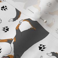 Trotting tailed Entlebucher mountain dog and paw prints - white