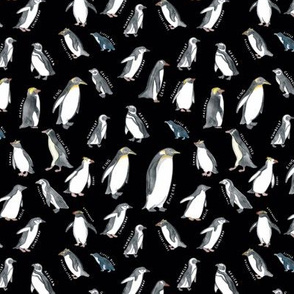 Small Scale World Penguins on Black