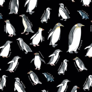 Medium Scale World Penguins on Black