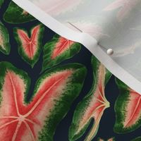 Watercolor Caladiums- Tropical Leaves Foliage- Regular Scale