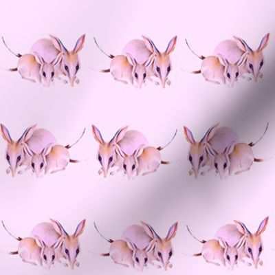 Bilby pink background