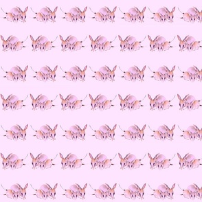 Bilby pink background