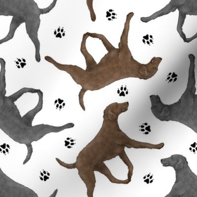 Trotting Curly Coated Retrievers and paw prints - white