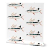 Flying fish wallpaper 