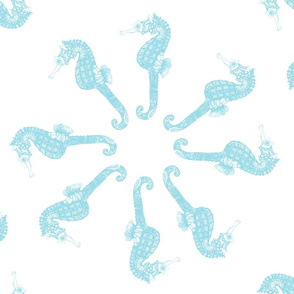 Baby Blue Seahorse Circles