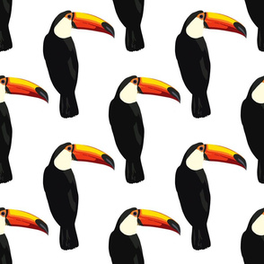 Talulah the toucan in white