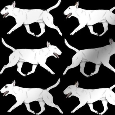 Trotting Miniature white Bull Terrier border - black