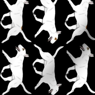 Trotting Miniature white Bull Terrier border vertical - black