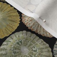 Opihi Shells