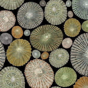 Opihi Shells Large Scale