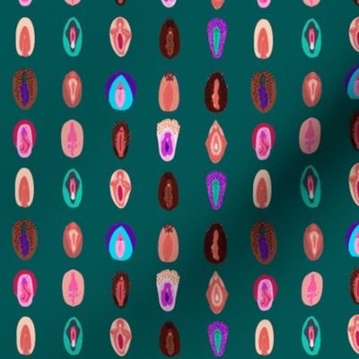 variety of vulvas- teal