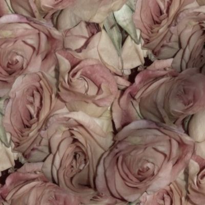 Antique Roses