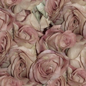 Antique Roses