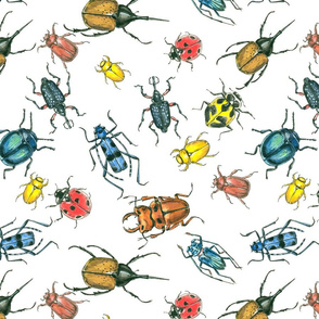 Beetles 