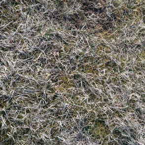 Frozen spring grass