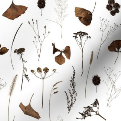 Dried Flowers // White