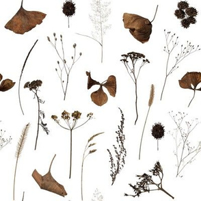 Dried Flowers // White