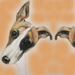 Whimsy whippet pup