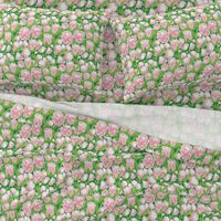 Pink Ice Protea