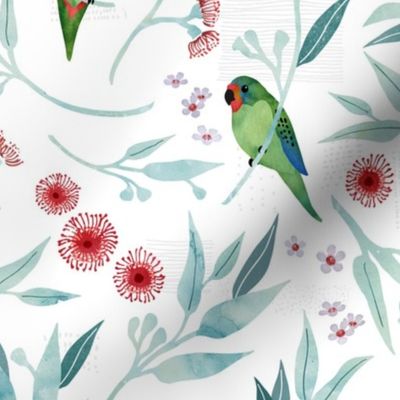 Swift parrots on  white