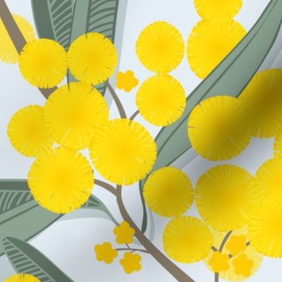 golden wattle on light blue