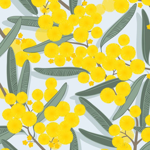 golden wattle on light blue